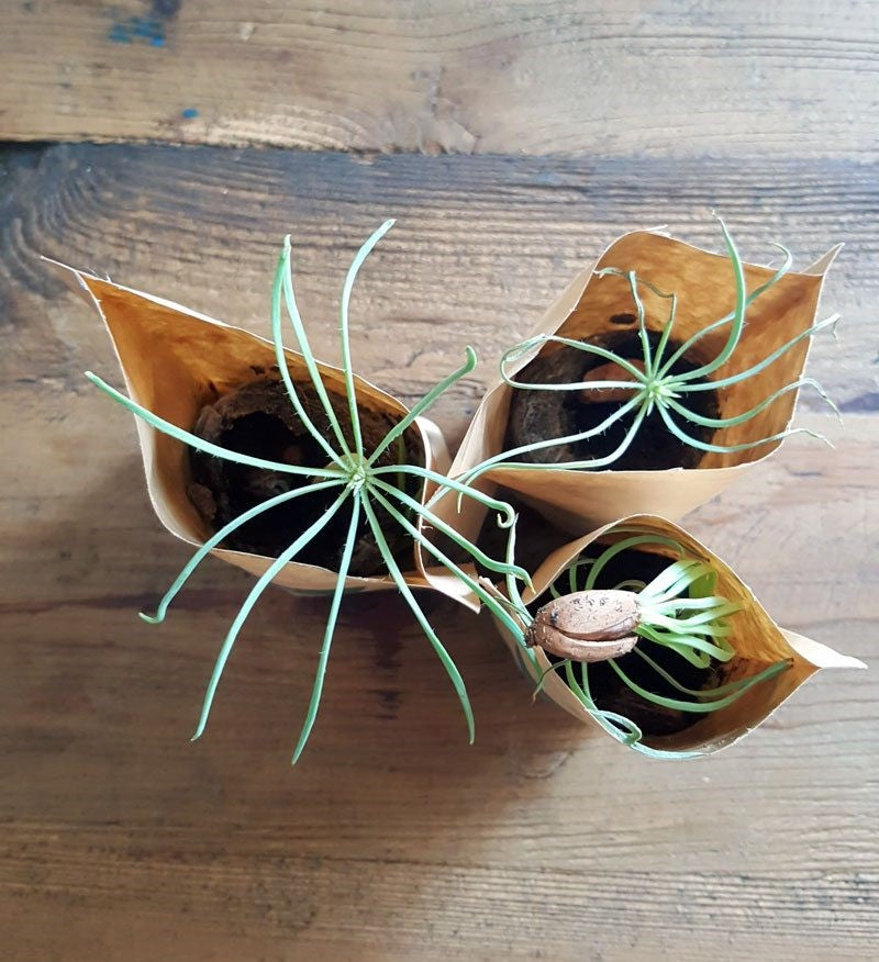 Christmas Greetings Tree Gift Pack, We Plant 60 More Trees